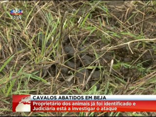 Homem abate 5 cavalos a tiro e deixa-os há beira da estrada