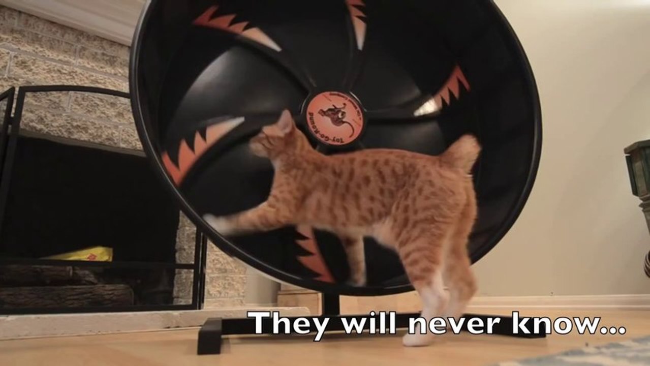 Un chat fait de la roue de hamster