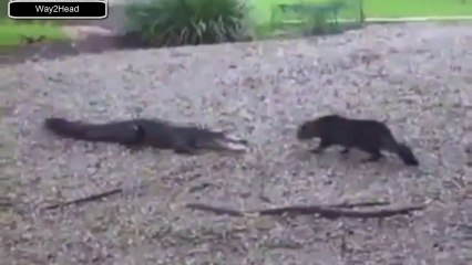 Brave Cat scares the shit out of crocodiles (Rare Video)