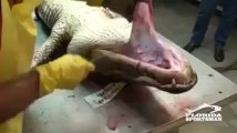 Alligator Meat cutting ..