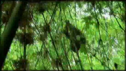 Greg Bakunzi the boss of Amahoro tours with Kim speaks about Nyungwe Forst in Rwanda