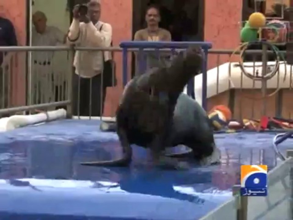 Dolphin Show-28 Dec 2013