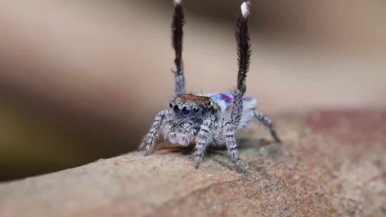 Une araignée danse sur Village People! Trop marrant...