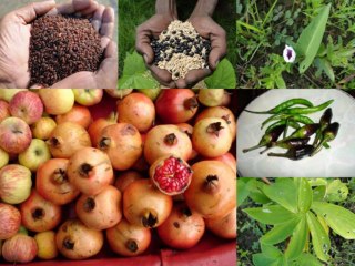 Black Rice Formulations for Male Infertility: Pankaj Oudhia’s Medicinal Plant Database-215