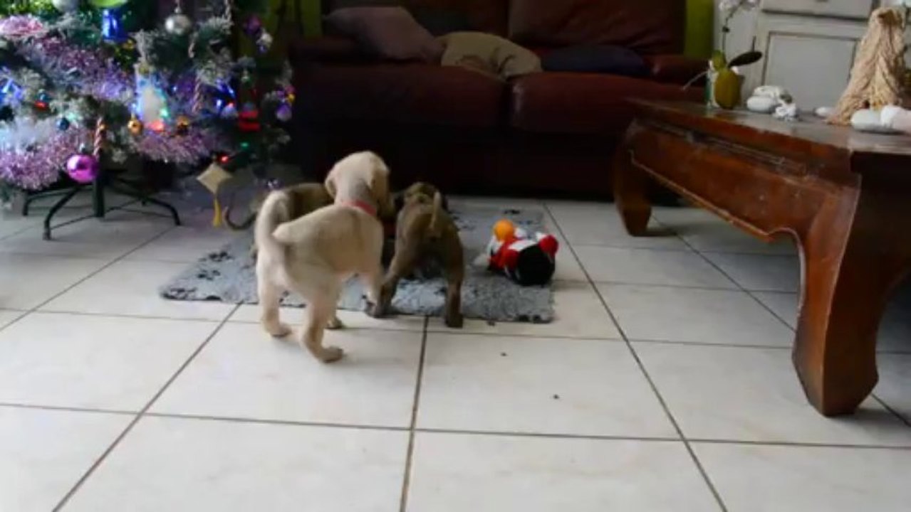 bébé glocy