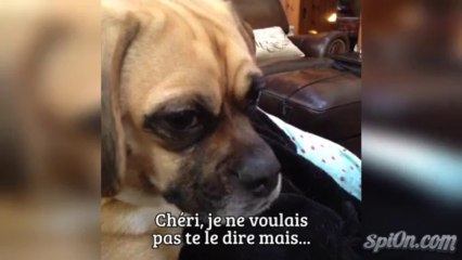 You are a dog (VOSTFR)