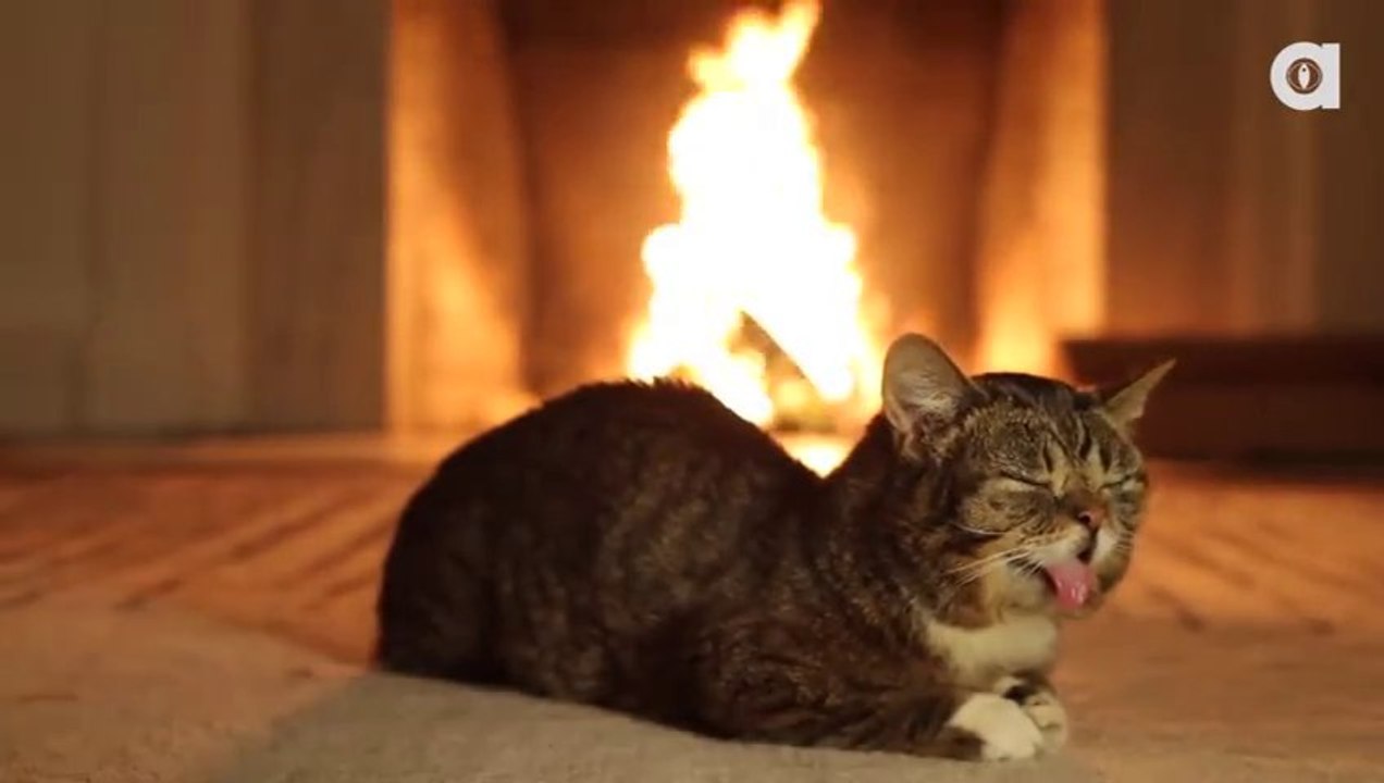 Cats always sleep! True!
