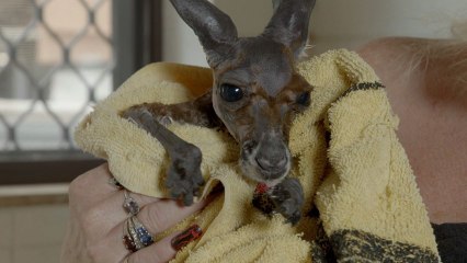 Baby Kangaroo has a bath in the kitchen sink