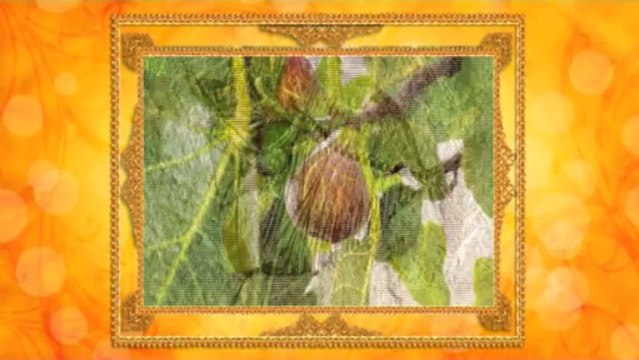 Yaşayan Fosiller Evrimi Yalanlıyor