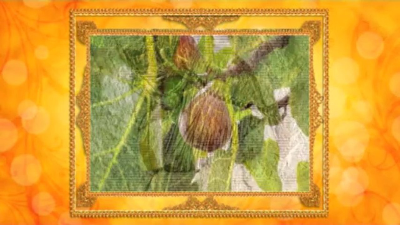 Yaşayan Fosiller Evrimi Yalanlıyor