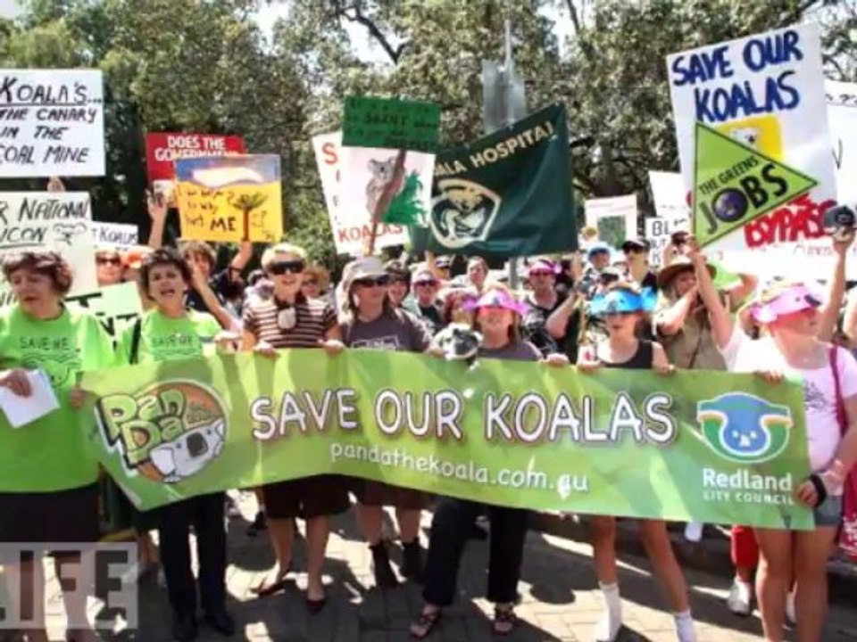Save the Koala