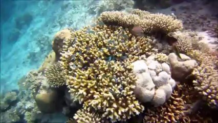 voyage de noces aux maldives, vilamendhoo