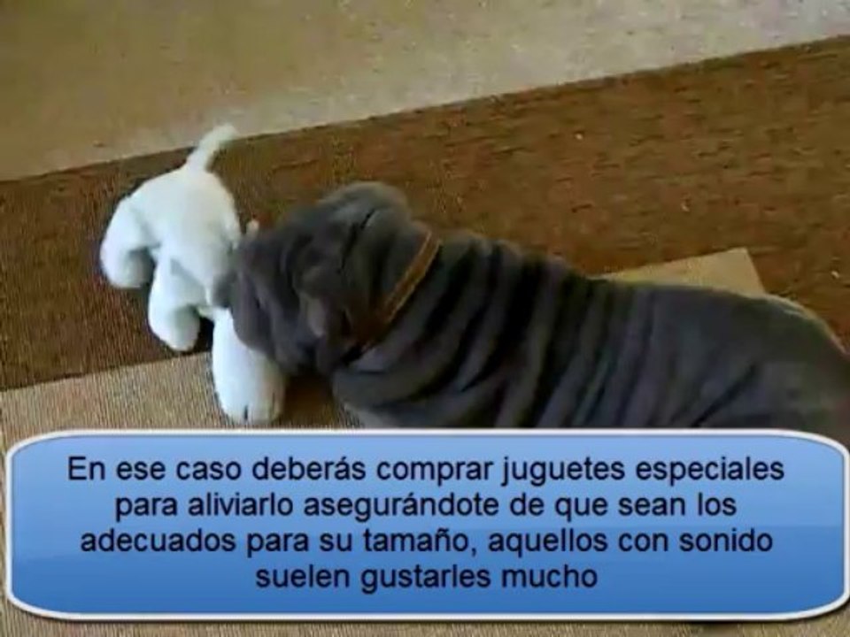 Como Adiestrar A Un Perro Destructor De Cosas