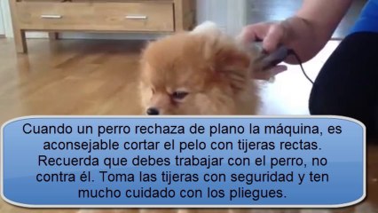 Como Cortarle el Pelo a Un Perro