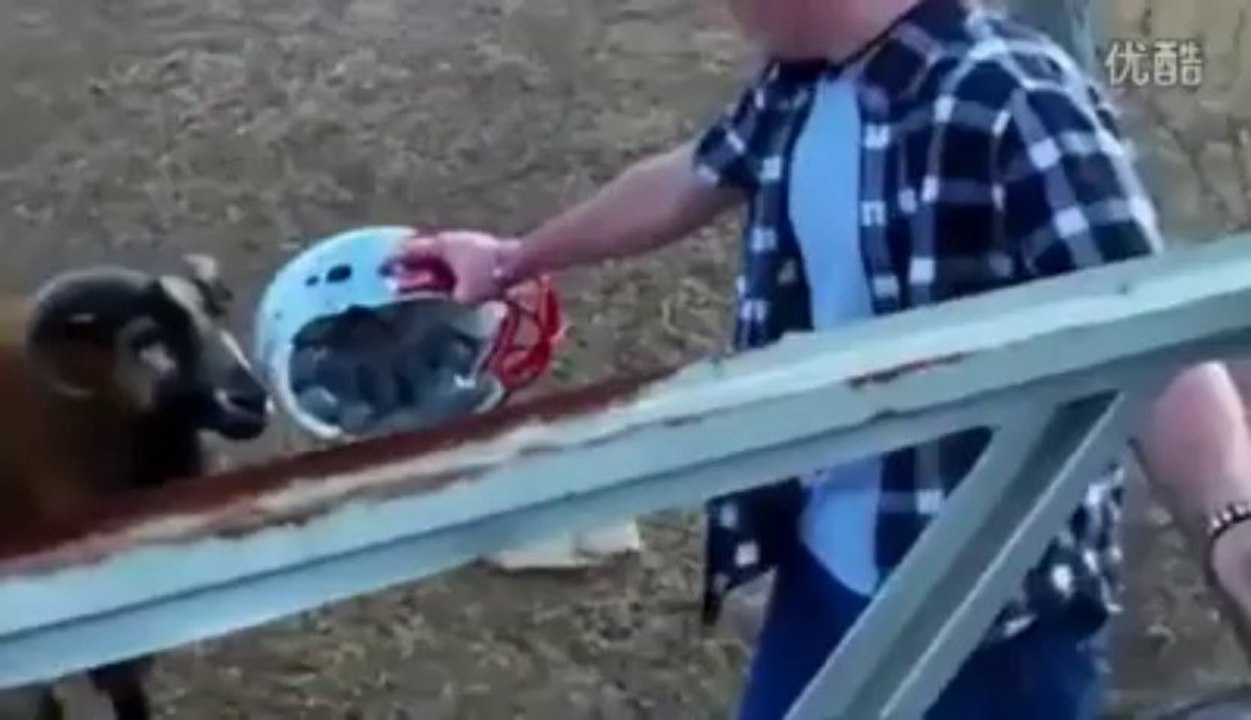stupid funny video