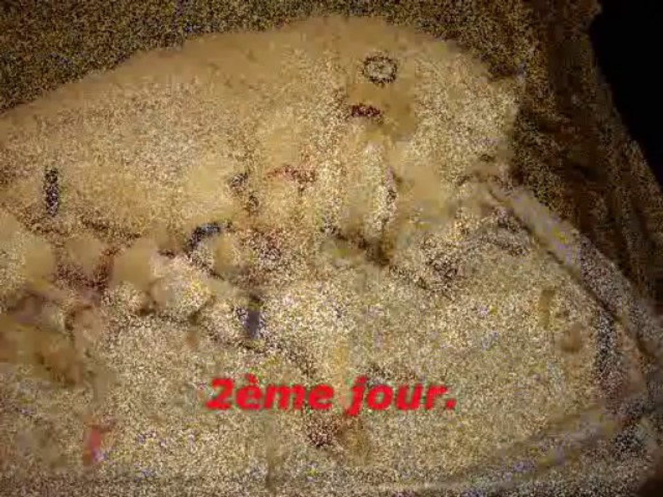 porté de douchka et galack née le 22 12 2013_0001