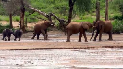 So funny Elephant Babies