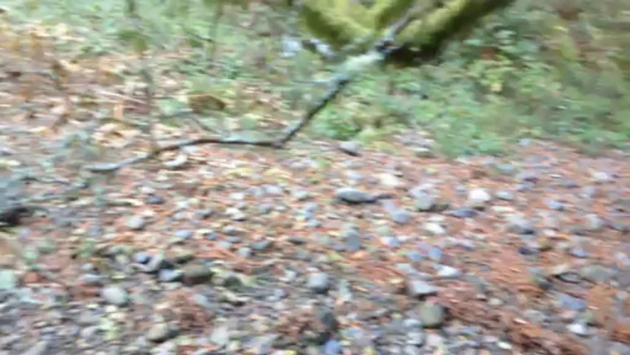 California San Francisco Muir woods