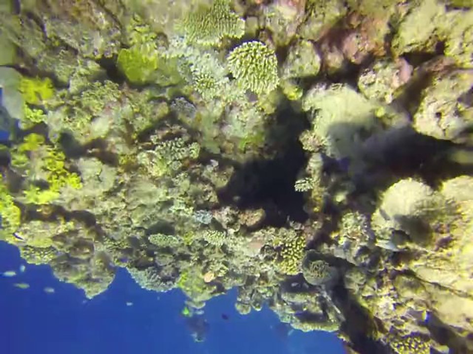 Australie- Queensland: Plongé sur la Grande Barrière de Corail (suite)