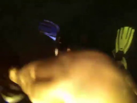 Australie- Queensland: Plongé sur la Grande Barrière de Corail