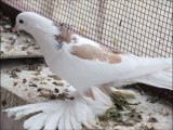 pigeon güvercin tauben paloma paçalı