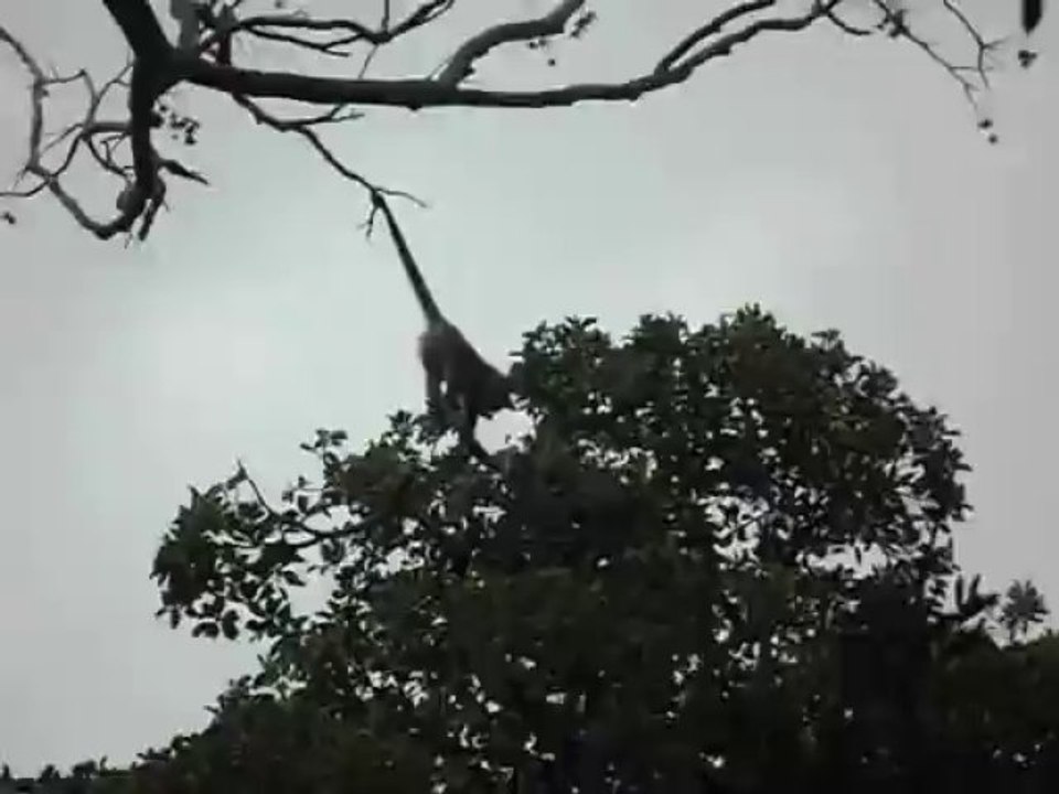 L'acrobate