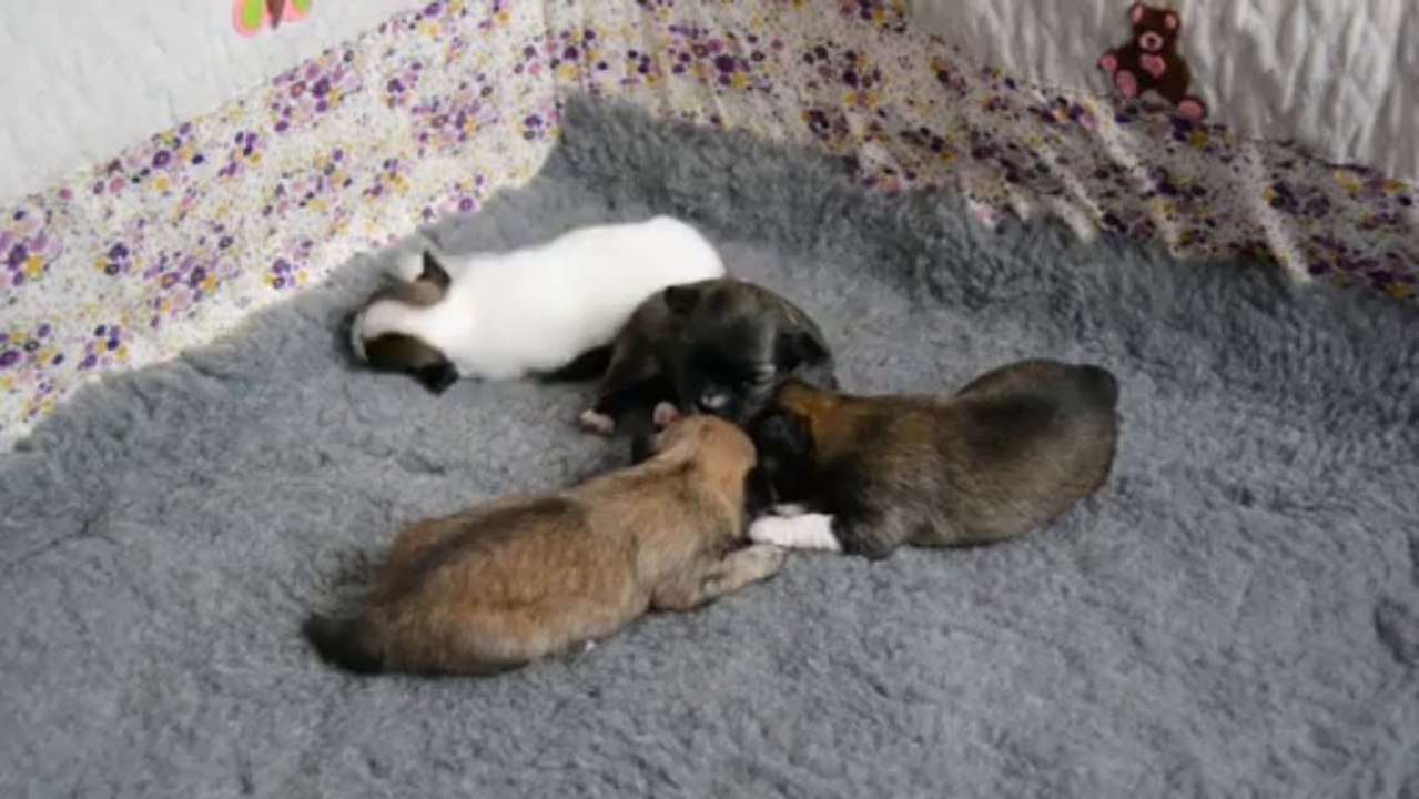 29 décembre 2013.  Idyl, demoiselle chihuahua de 15 jours, ouvre les yeux sur le monde