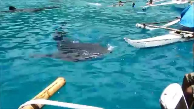 Swimming With Whale Sharks