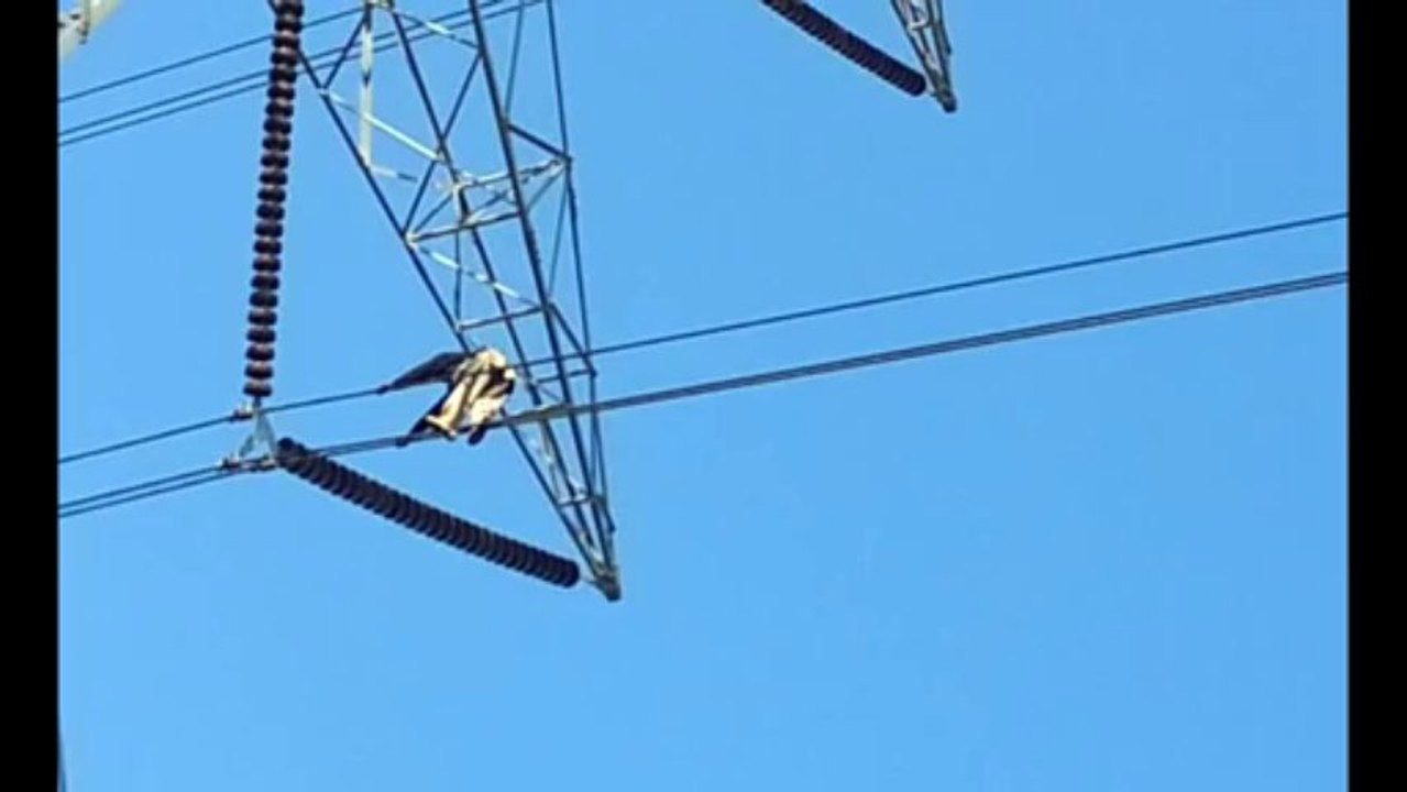 Transmissaion Line Man Conducter Walk 500 Kv Line 2013