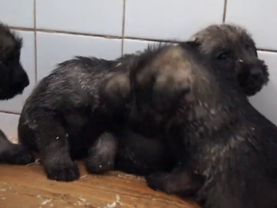 bébés Schnauzers moyens poivre et sel