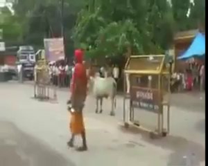 Bull Vs Old Man So Funny By Hot Desi Video