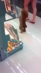 What A Cute Puppy ! Lovely Video By Hot Desi Video