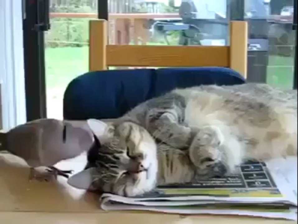 Friendship Of Pigeon & Cat Amazing Love Of Animals By Hot Desi Video