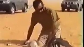 Arabic People Trained An Eagle For Hunting Dear By Hot Desi Video