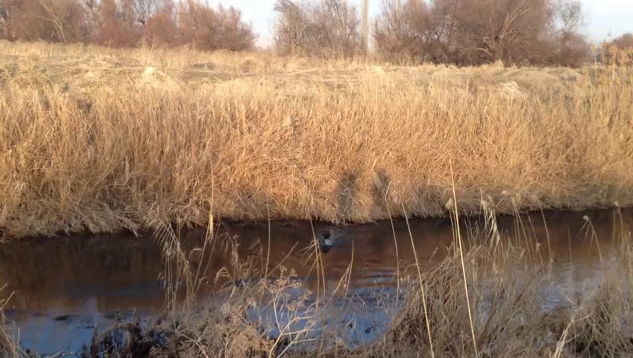 Ördek Saza Düştü