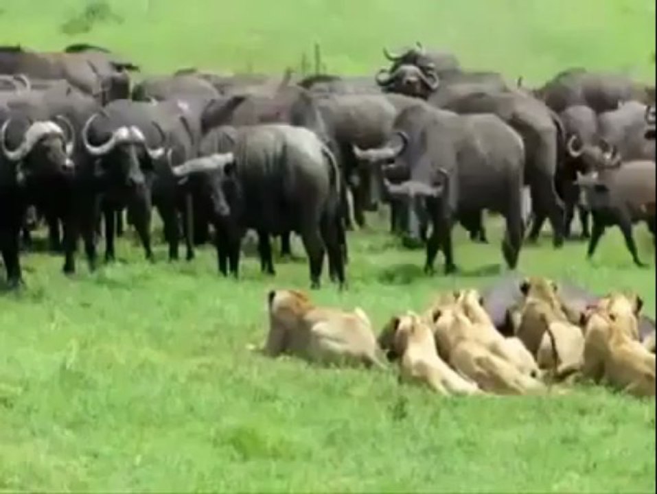 Bulls Vs Lions Must Watch By Hot Desi Video