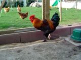 chant du coq