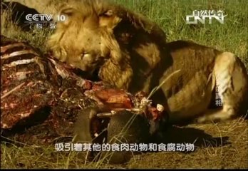 《自然传奇》 20130903 鬣狗的真相