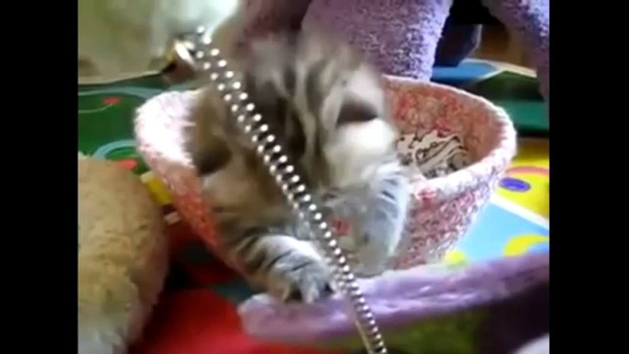 Best Funny Cats Compilation September 2013! (Try Not To Laugh)