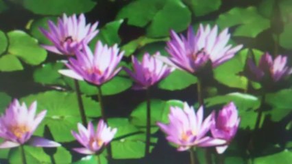 Givit Upload from Mon, 30 Dec 2013 08:21:29 GMT