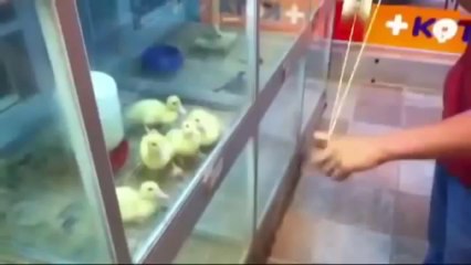 Funny Videos of People Falling 2013 New  # 4   Best Funny Videos 2013