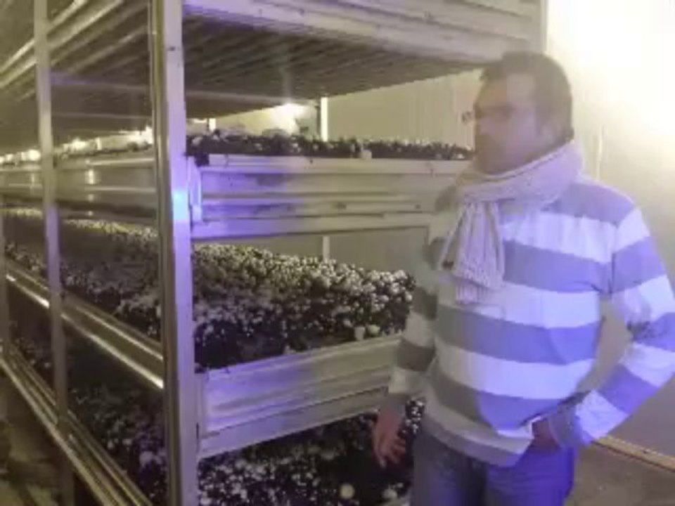 Au coeur des champignonières de Creully