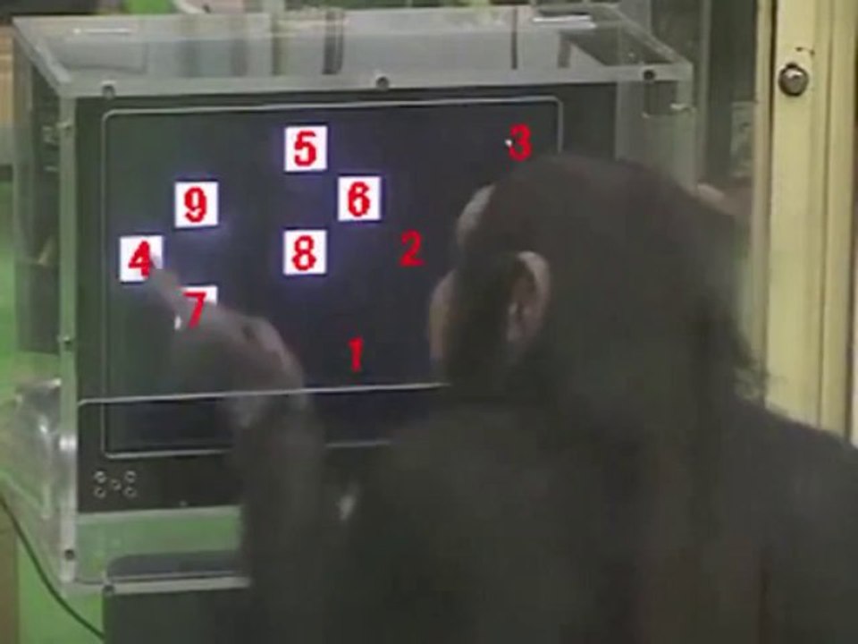 Chimpanzé surdoué - avec chiffre en incrustation