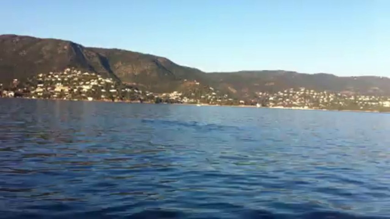 bormes croisieres, Dauphins rade de bormes 14/12/2013 N°2