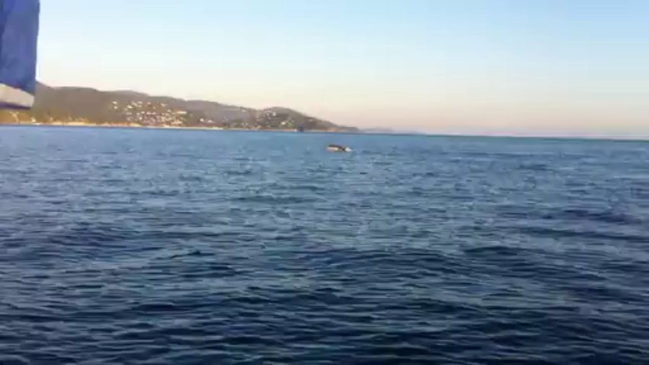 bormes croisieres, Dauphins rade de bormes 14/12/2013 N°3