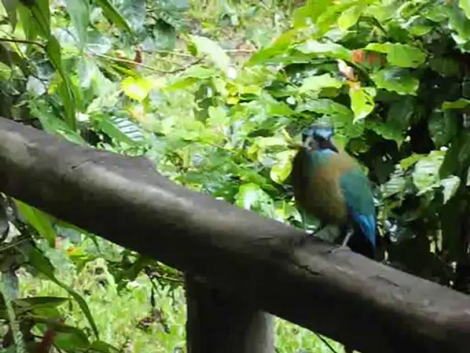 Motmot