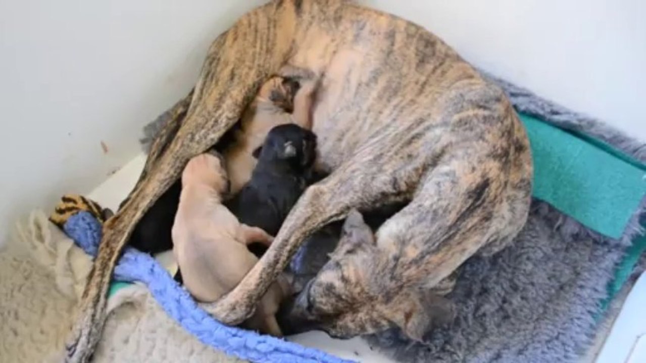 La tétée des bébés Lévriers sloughis