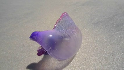 Vessie de mer