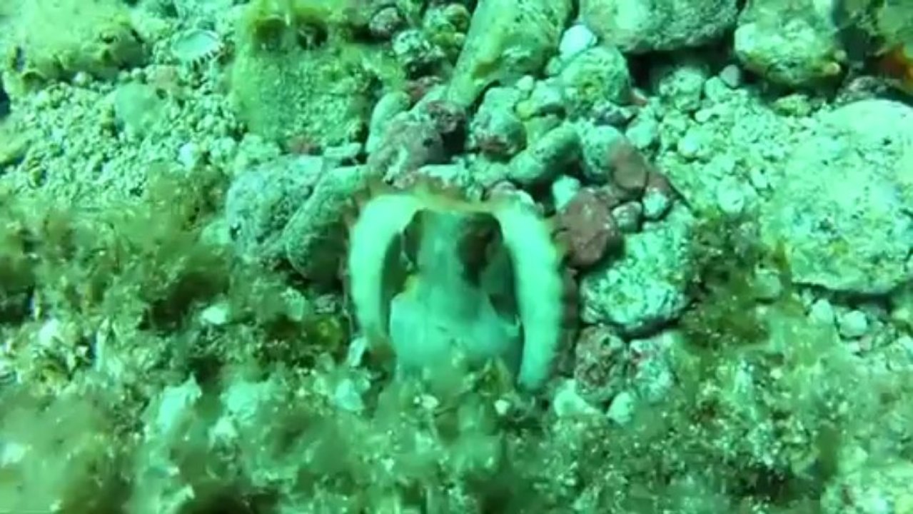 Diving in Mykonos by GoDive Mykonos, Scuba Diving, Snorkeling and Boat trips