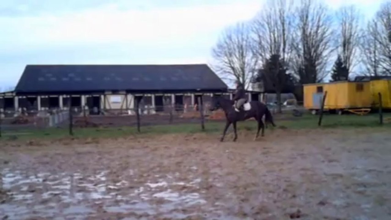soledad dressage